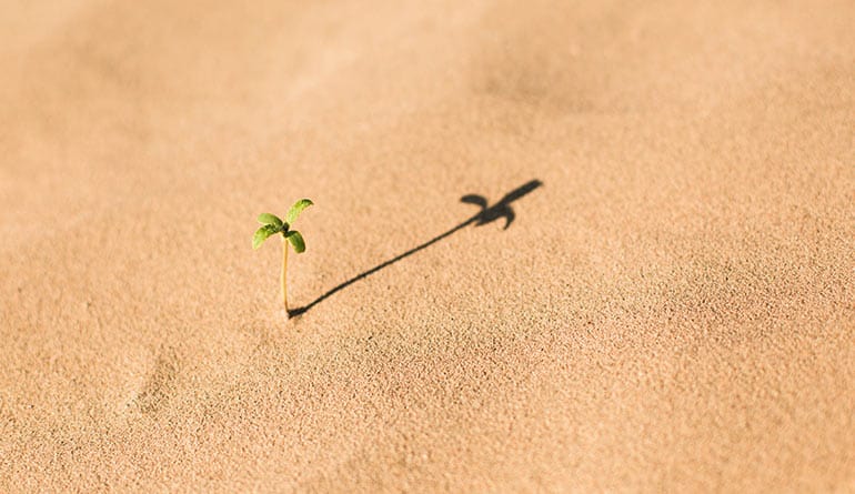 Seedling growing out of the sand.